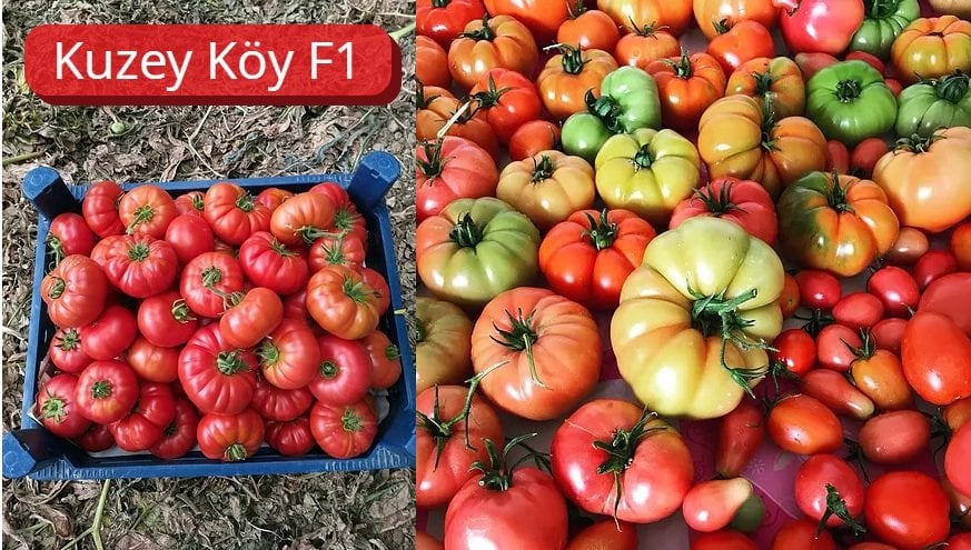 Kuzeykoy-f1-domates-fidesi